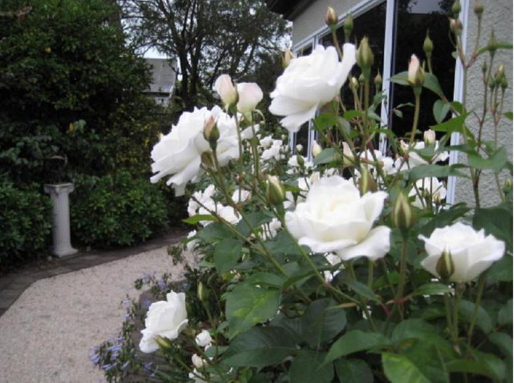 Finlay Banks Boutique Bed & Breakfast Christchurch Eksteriør bilde